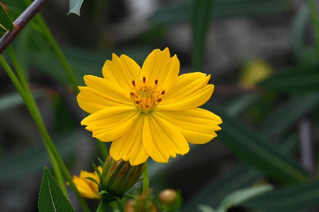 2025-08270220 Tower Hill Botanic Garden, MA.JPG - Sulphur Cosmos (Cosmos sulphureus).  New England Botanic Garden at Tower Hill, MA, 8-27-2025